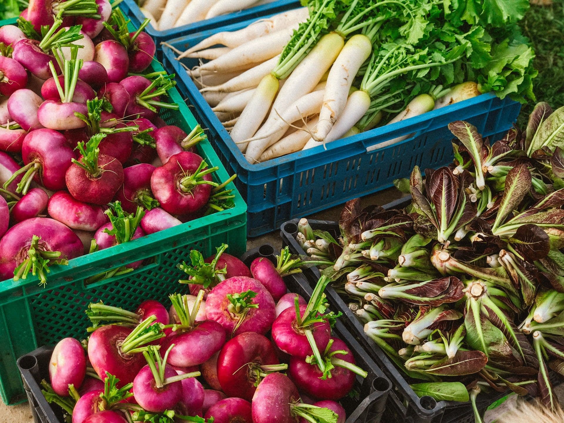 Freshly harvested vegetables from Zrno farm